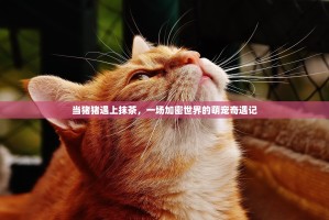 当猪猪遇上抹茶，一场加密世界的萌宠奇遇记