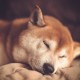 柴犬预测：SHIB 能否在 2025 年圣诞节前最终点亮？